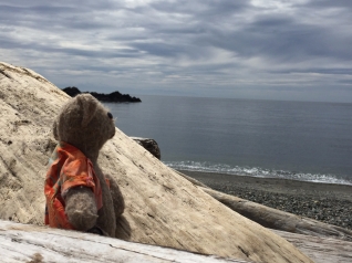 picture of toy bear looking at water